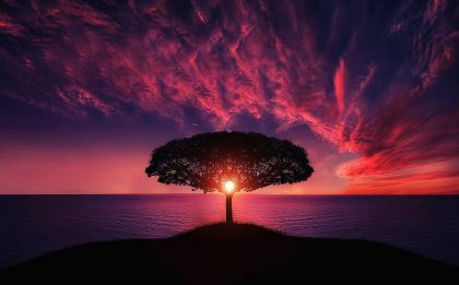 Baum, der von Licht durchflutet wird