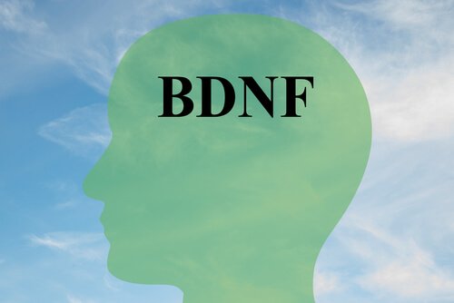 Über die Erhöhung des BDNF, des Schlüsselproteins für gesunde Gehirnzellen