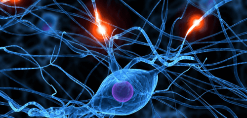 Neuronen senden elektrische Impulse
