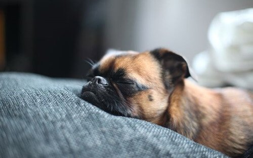 Schlafender Hund. Alle Säugetiere durchlaufen eine REM-Phase.