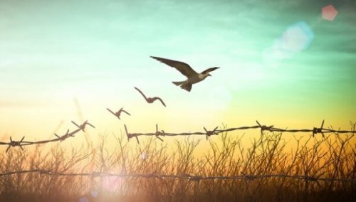 Aus Stracheldrahtzaun werden Vögel