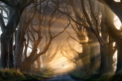 Sonnenstrahlen fallen durch die Bäume in einer Allee.