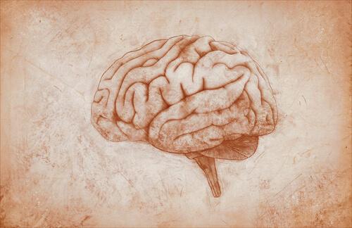 Abbildung des Gehirns