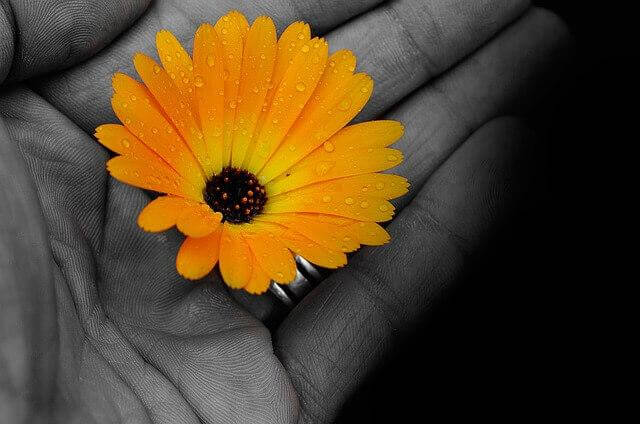 Gelbe Blüte liegt auf einer Handfläche