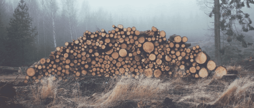 Holzstämme, die im gerodeten Wald gestapelt wurden