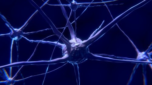 Neuronen: Was sie sind und wie sie funktionieren
