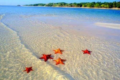 Seesterne am Strand