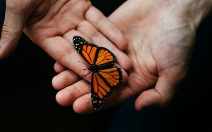Hände, in denen ein Schmetterling sitzt