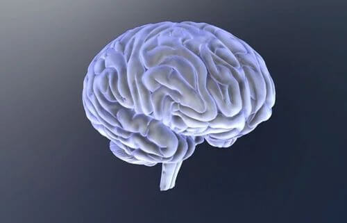 Gehirn mit seinen Spalten und Furchen - Dendriten sind ein Teil unseres Gehirns. 