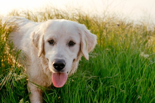 Foto eines Labradors