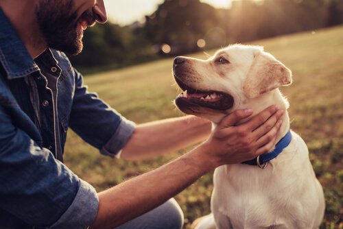 Geschichten über Hunde, die in die Geschichte eingegangen sind