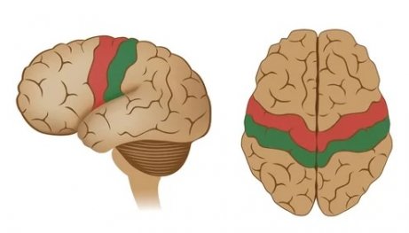 Der motorische Kortex: Eigenschaften und Funktionen - Gedankenwelt