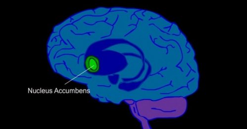 Schematische Darstellung eines Gehirns mit Nucleus accumbens