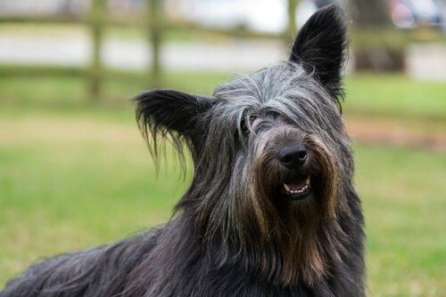 Foto eines Skye Terriers