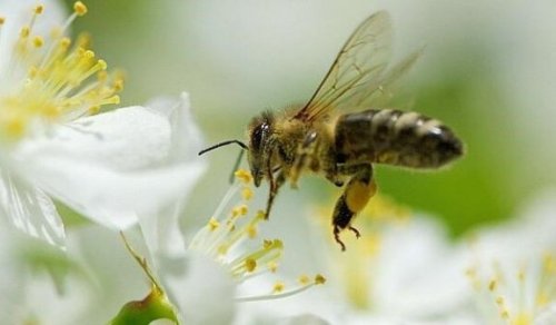 Biene auf einer Blüte