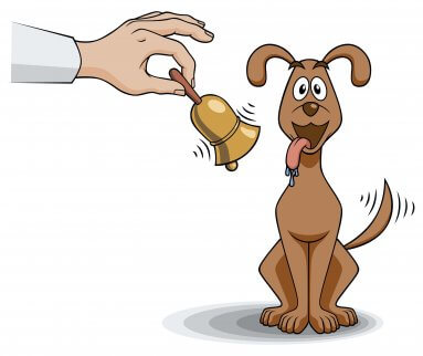 Hund beginnt beim Klingeln einer Glocke zu speicheln