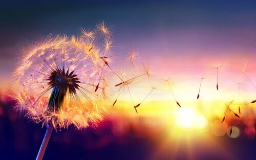 Pusteblume im Sonnenuntergang