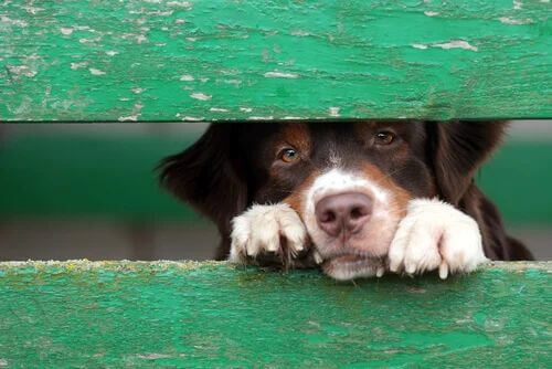 Trauriger Hund schaut durch einen Zaun