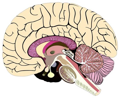 Anatomie des Gehirns