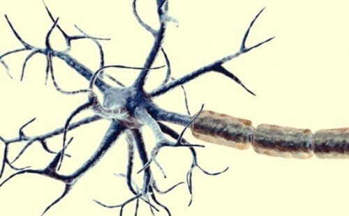 Neuron mit Dendriten und Axox