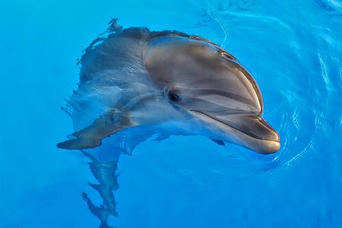 Vor- und Nachteile der Delfintherapie
