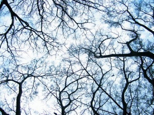 Dendriten: Der Beginn einer neurowissenschaftlichen Revolution?