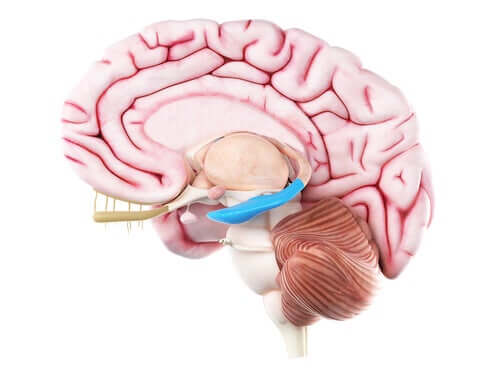 Gehirn mit Hippocampus