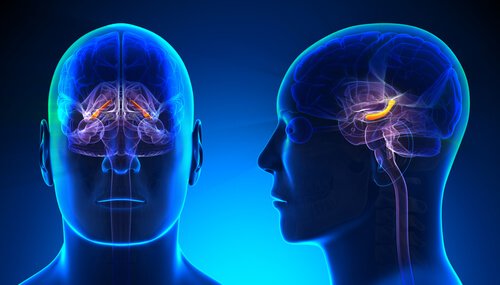 Hippocampus: Struktur und Funktionen