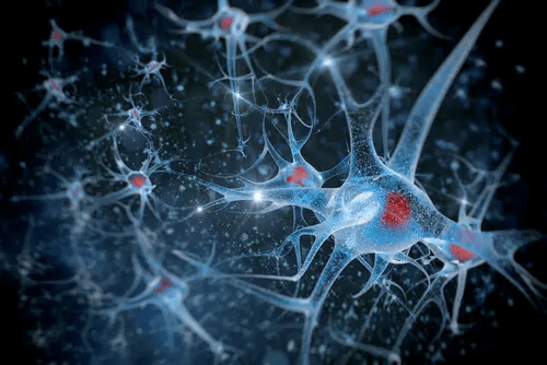 Blaue Neuronen mit roten Kernen