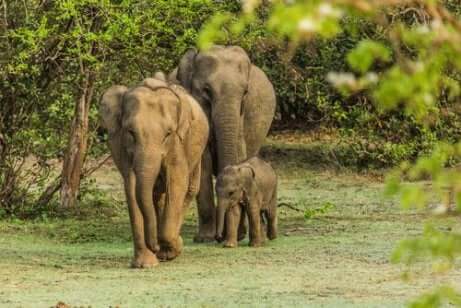 Eine Elefantenfamilie