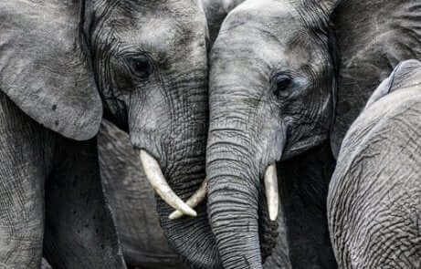 Zwei traurige Elefanten.
