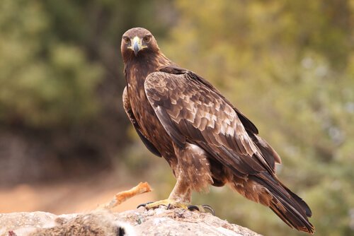 Der Adler in unserer Geschichte über Identität fühlt sich den Hühnern verbunden