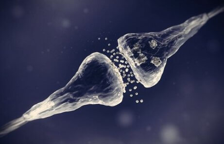 Chemische Synapsen.