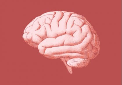 Eine Illustration des menschlichen Gehirns. zum Thema Psychologie der Sprache.