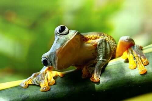 Kurzgeschichten - Frosch