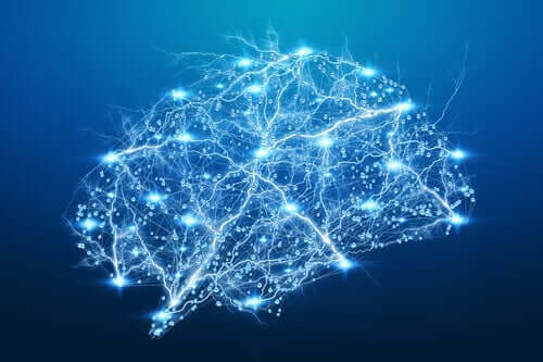 Enkephalin wird über dein gesamtes Gehirn gesendet. Der größte Teil der Bindung findet jedoch im Mittelhirn und im Thalamus statt.