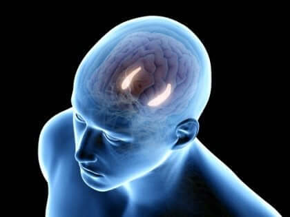 Der menschliche Hippocampus.