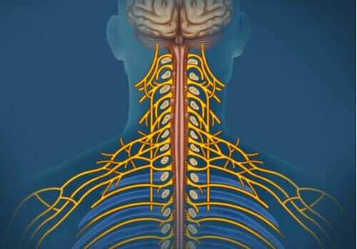 Das somatische Nervensystem: Merkmale und Funktionsweise