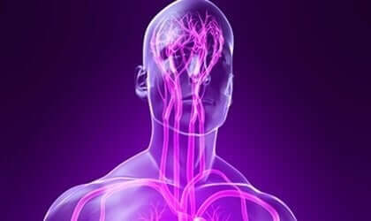 somatische Nervensystem - Nervenbahnen