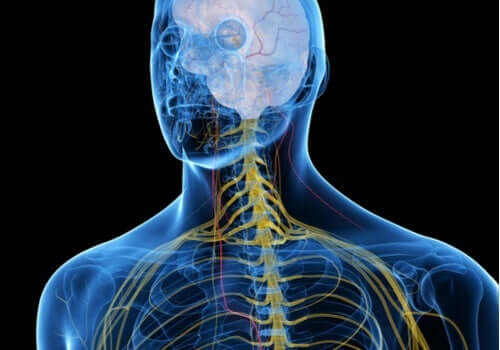 somatische Nervensystem - farbiges Nervensystem eines Mannes