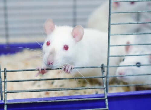 Suchtverhalten: Das Rattenpark-Experiment