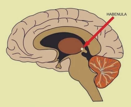 Dein Gehirn reagiert in der Habenula auf Enttäuschung. 