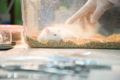 Das Rattenpark-Experiment entstand, um Ratten in einem natürlichen Lebensraum zu testen.