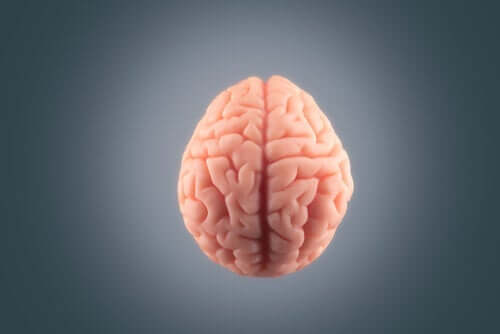 Kim Peek - Gehirn