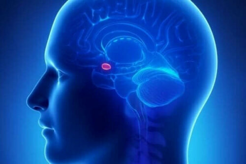 Die Amygdala ist eine subkortikale Struktur, die Teil des limbischen Systems des Gehirns ist.