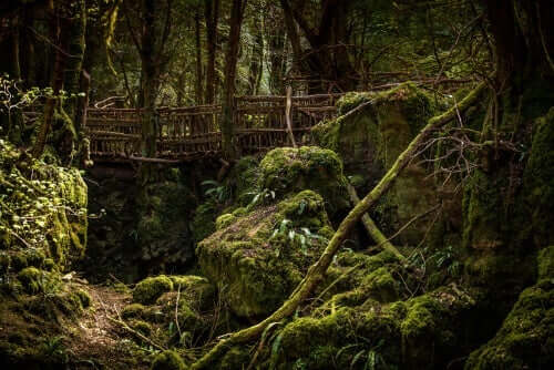 Eine Brücke mitten in einem Wald.