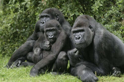 Gorillas - Gruppe