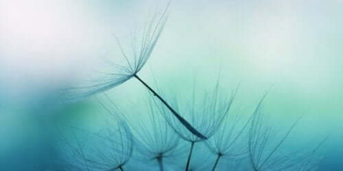 ruhiger Geist - Pusteblume