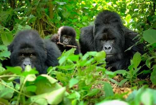 Gorillas - im Gebüsch