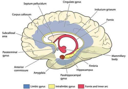 Zusammenfassend kann eine Schädigung des Gyrus cinguli deine Fähigkeit beeinträchtigen, auf bestimmte Reize zu reagieren.